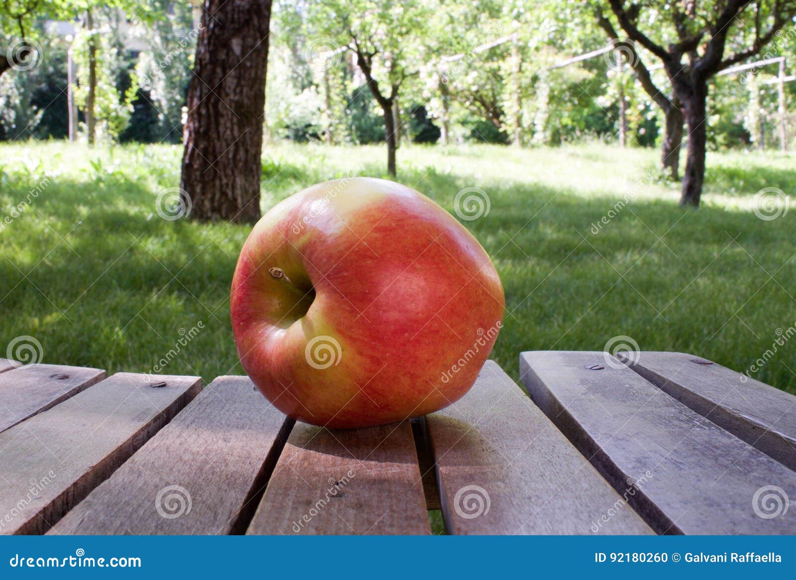 Ambrosia Apple on Wooden Boards in the Orchard Stock Photo Image of
