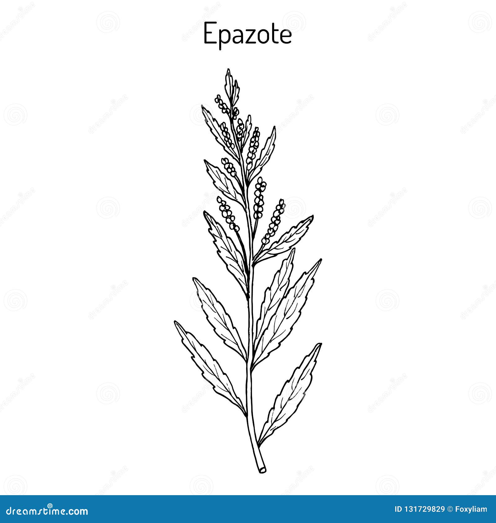 Epazote Kruiden PUURgroenten