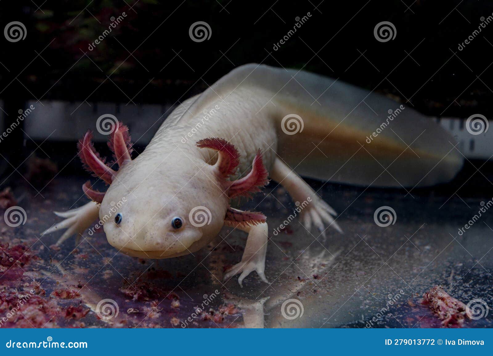 Axolotl Food Stock Photos - Free & Royalty-Free Stock Photos from Dreamstime