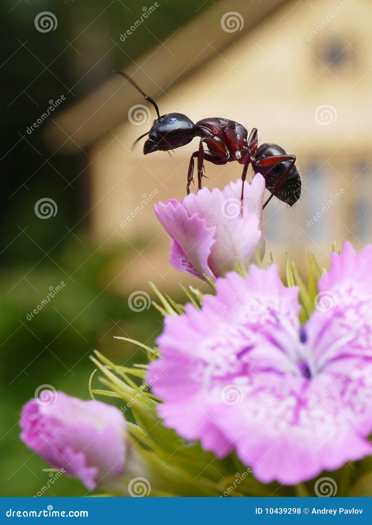 Ameise im Garten stockfoto. Bild von sommerhaus, blume 10439298