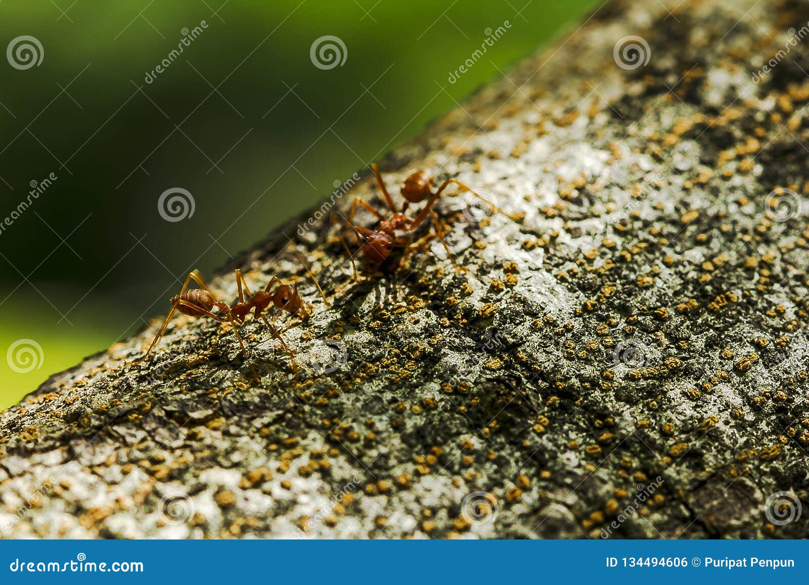 Ameisen Auf Einem Baum in Der Natur Stockfoto - Bild von ameisen ...