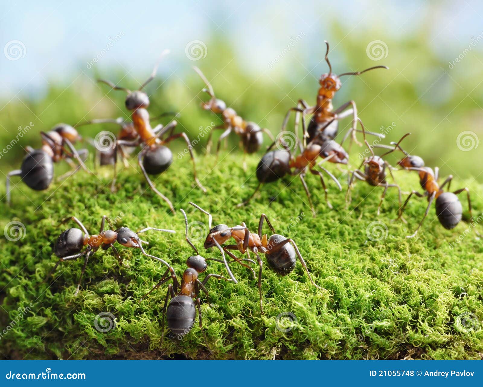 Ameisen Erstellen Netz Im Ameisenhaufen Stockfoto - Bild von draht ...