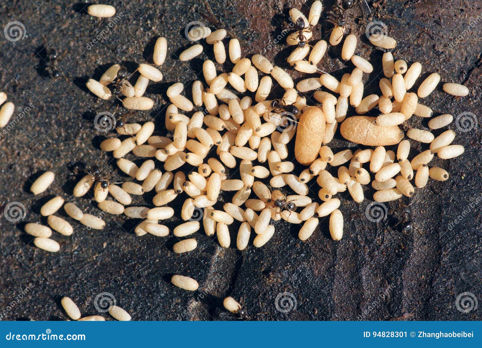 Ameiseneier stockbild. Bild von insekte, ameisen, wildnis 94828301