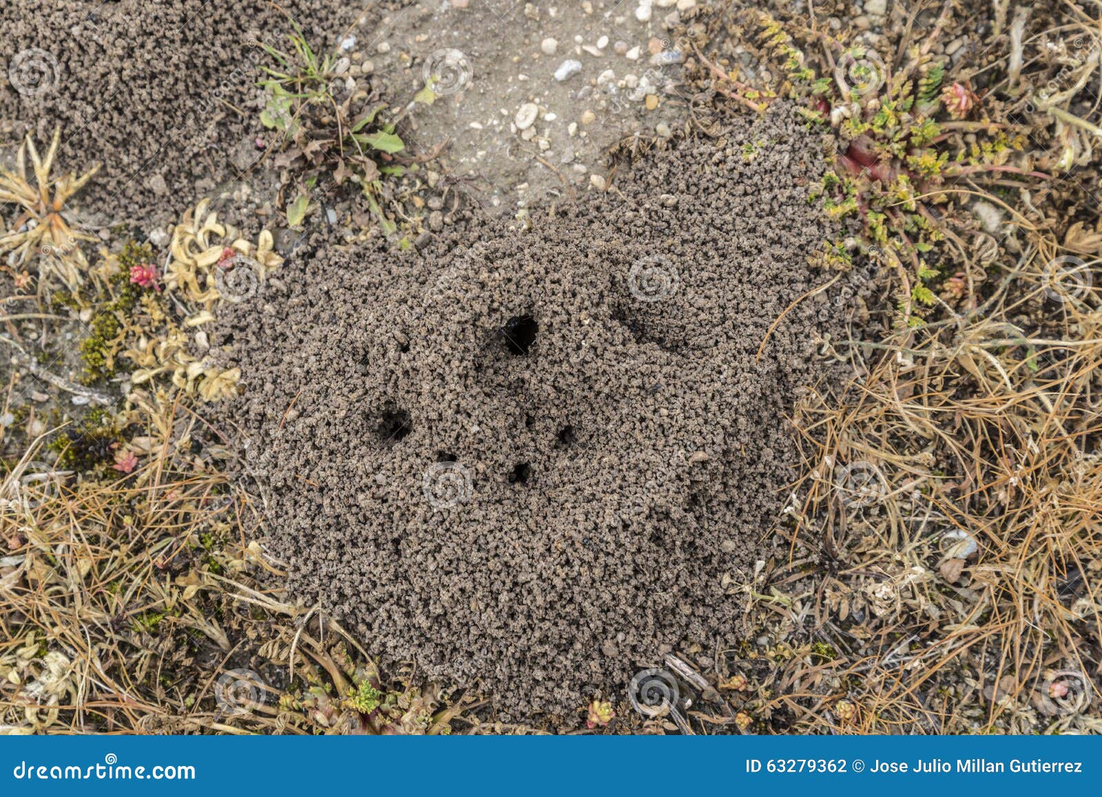 Ameisenhaufen stockfoto. Bild von haus, loch, aufbau - 63279362