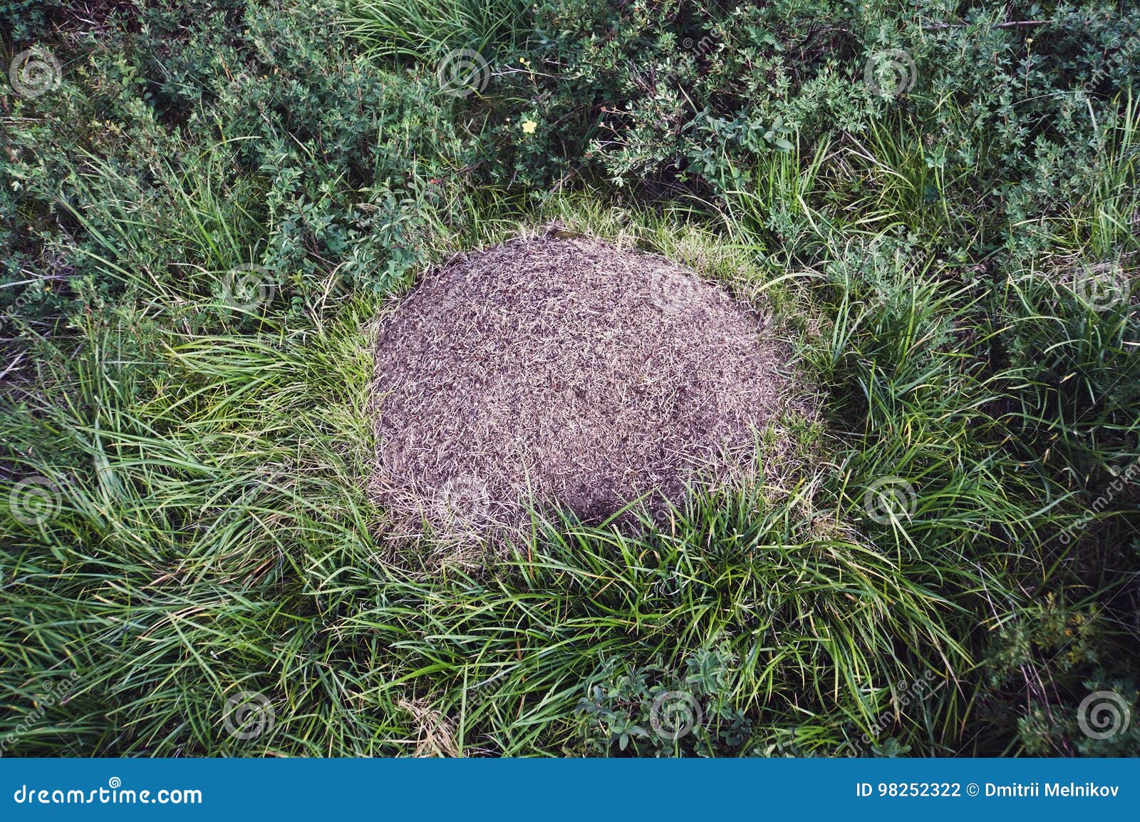 Ameisenhaufen in Der Waldnahaufnahme Stockfoto - Bild von koniferen ...