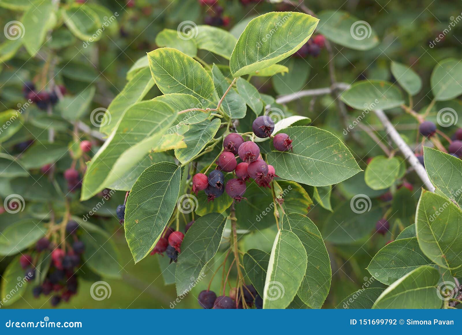 amelanchier canadensis fruit