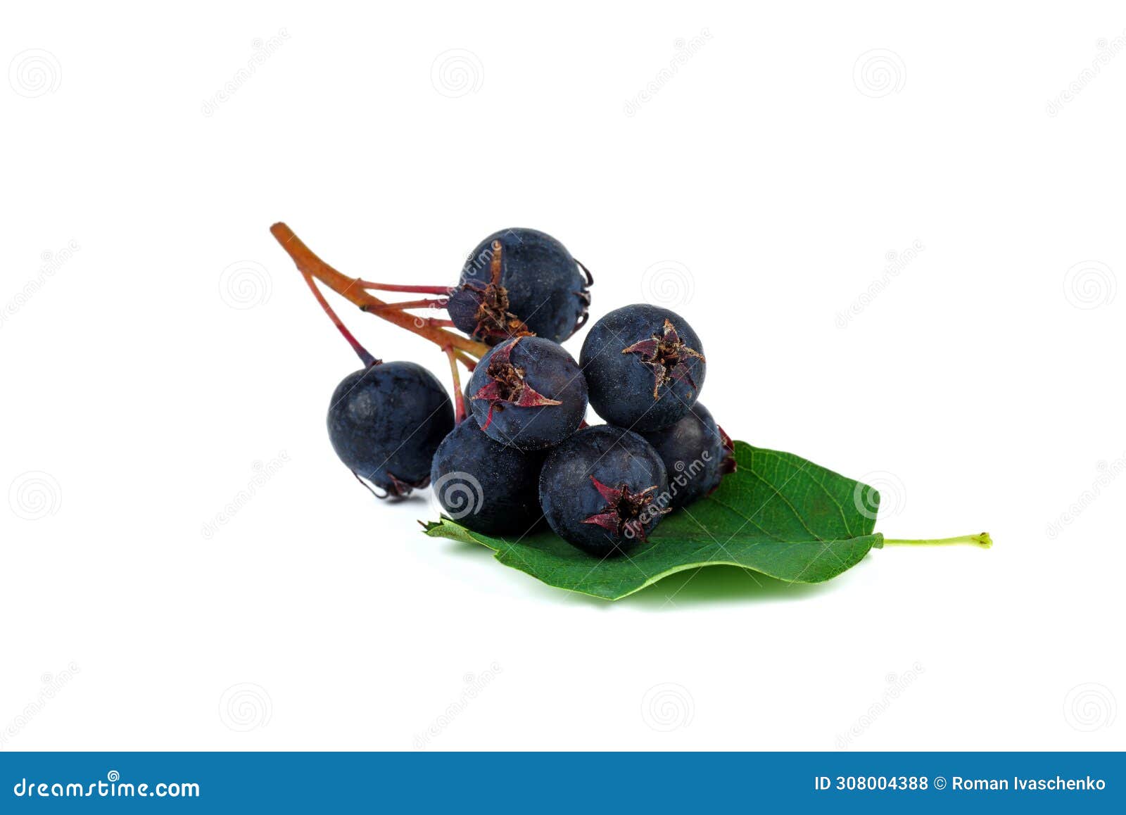 amelanchier  on white background. high resolution photo