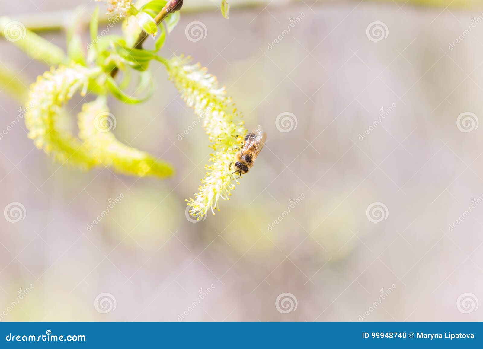 Amento o ament floreciente masculino floreciente subido de las inflorescencias en un Salix alba (sauce blanco) en primavera temprana antes de las hojas Recoja el polen de las flores y de los brotes Plantas de miel Europa