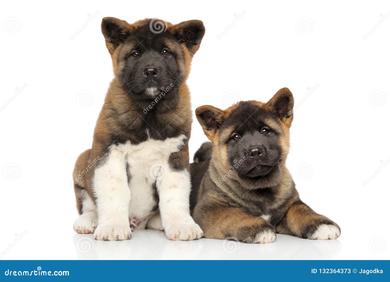 American Akita Puppy Lying On White Background Stock Image Image Of Posing Portrait 132364373