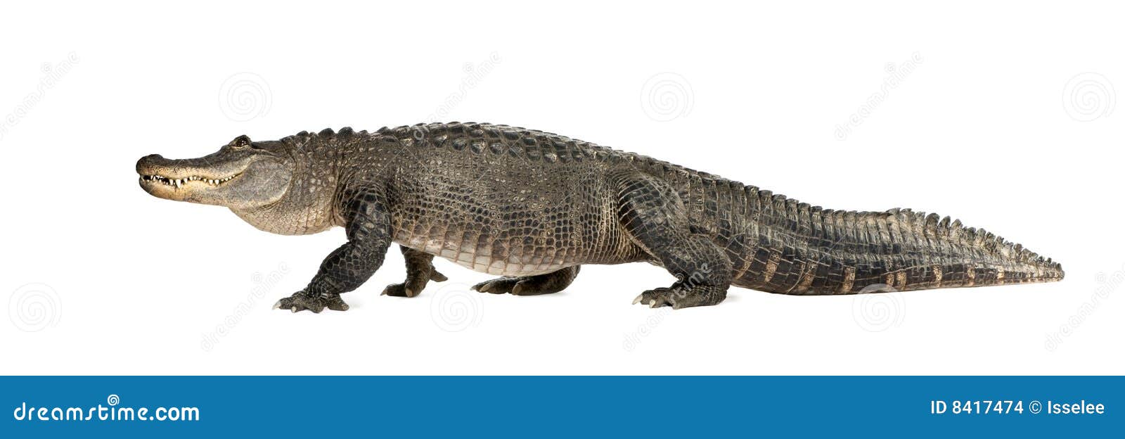 american alligator (30 years) - alligator mississi
