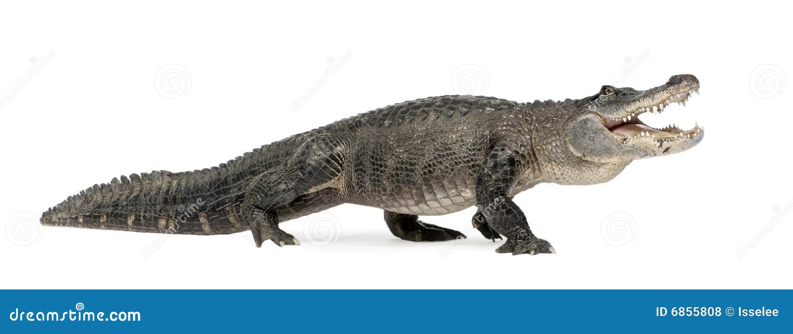 American Alligator Tail Anatomy Profile Showing Scales And Scutes Stock