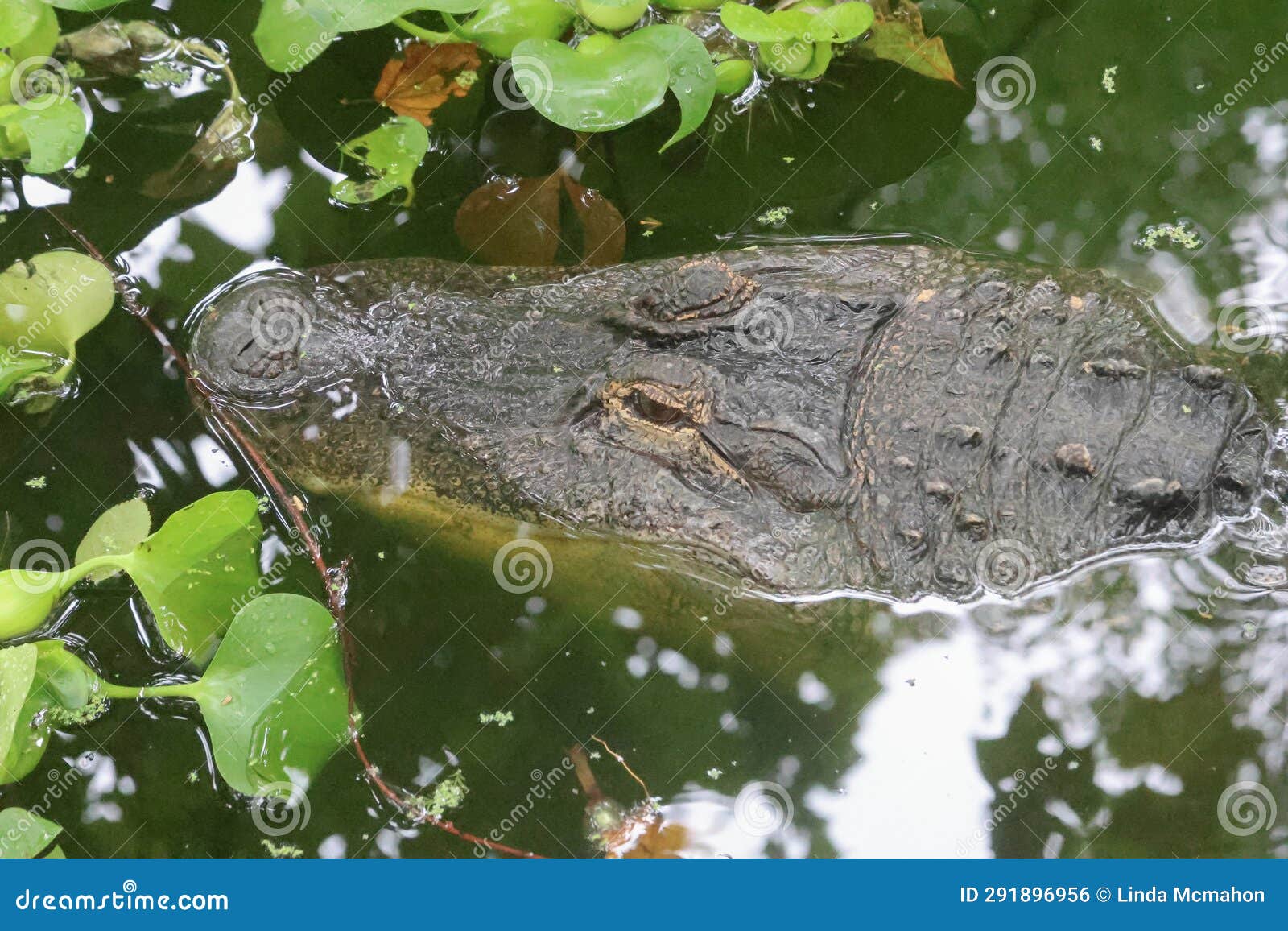 Alligator found in Maryland pond near Chesapeake Bay - The Washington Post