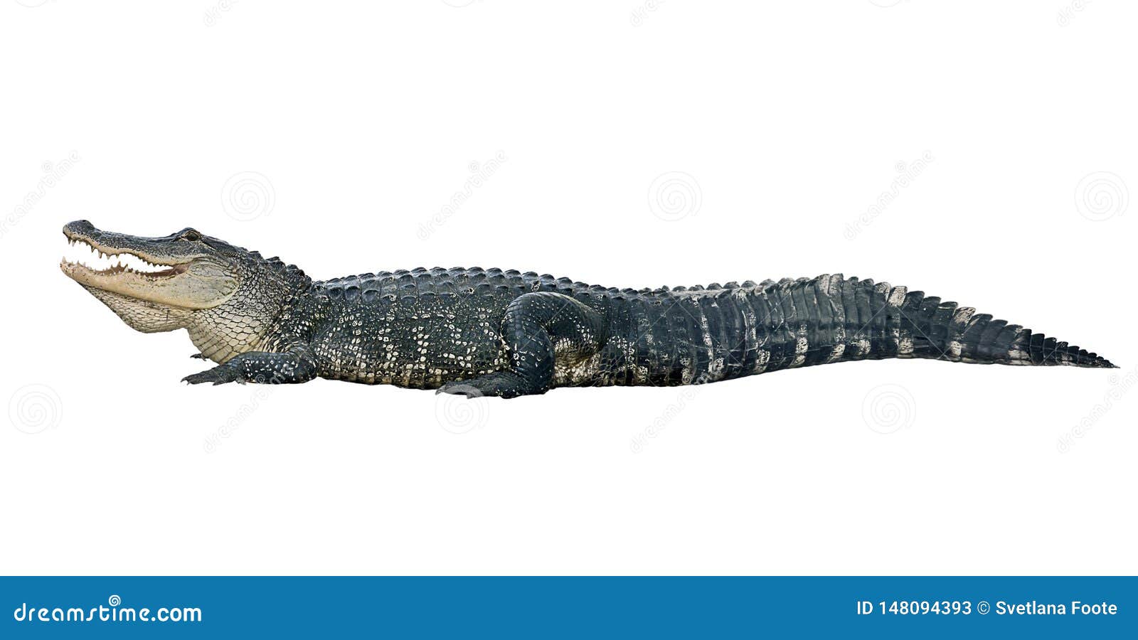 American Alligator on White Background Stock Image - Image of