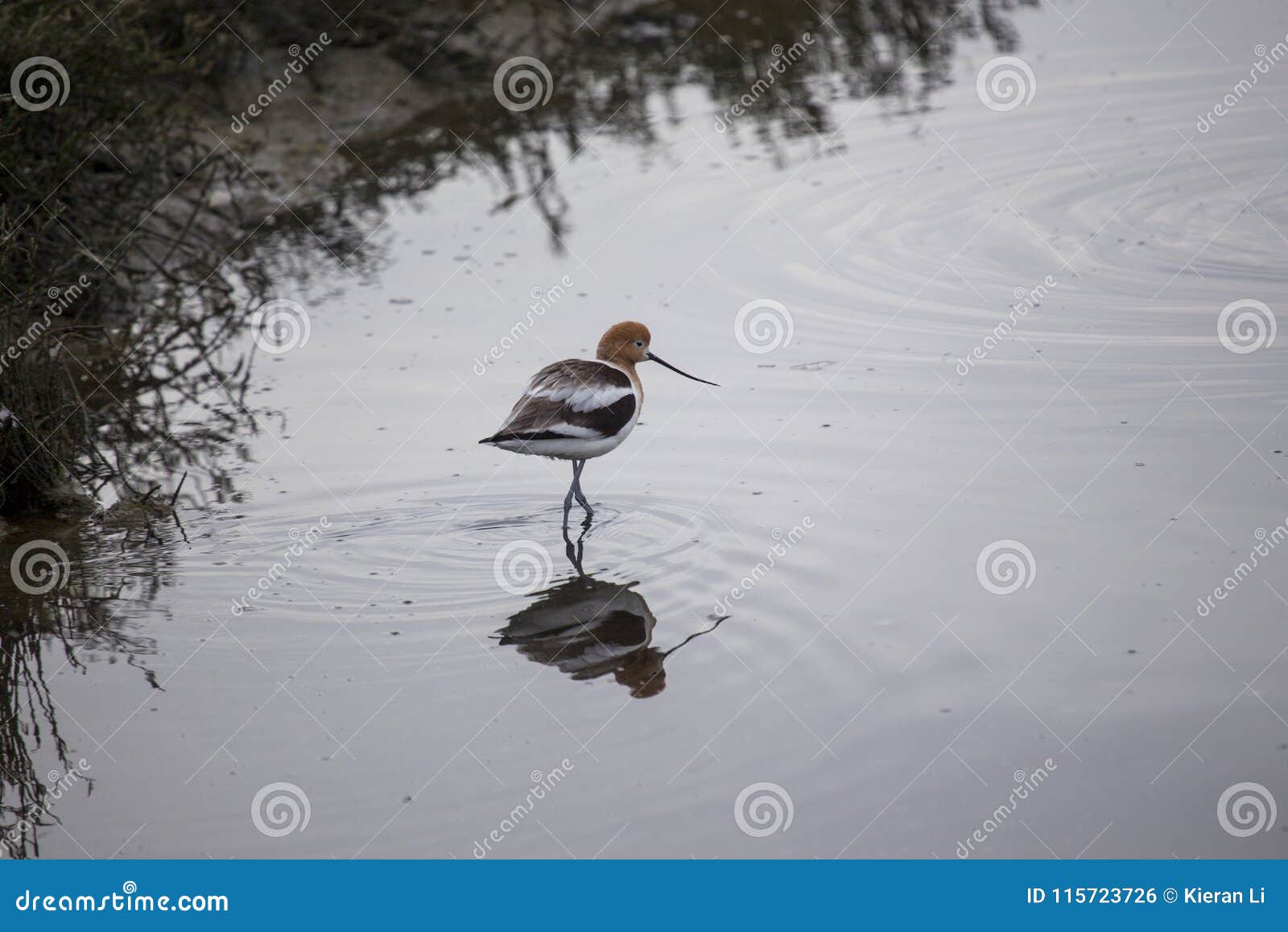 american avocet recurvirostra americana