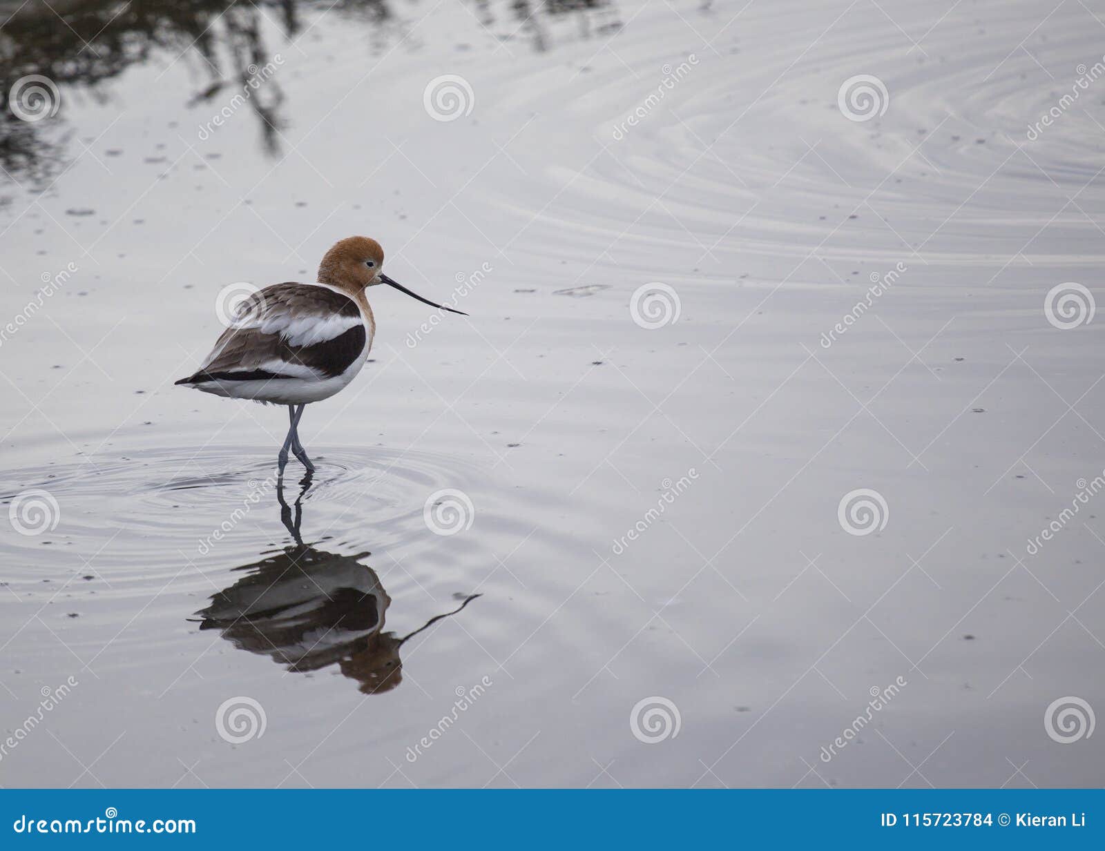 american avocet recurvirostra americana