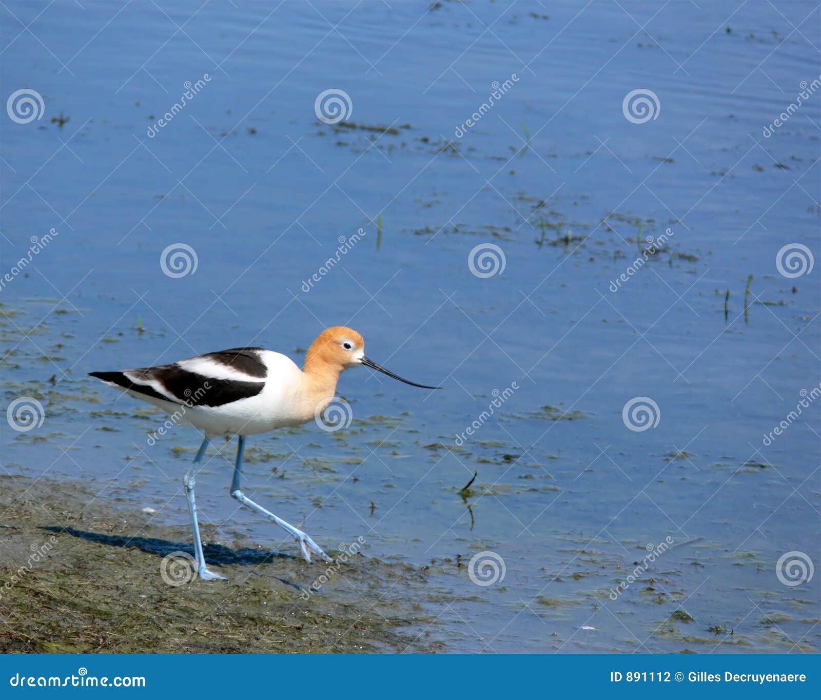 american avocet with room for text