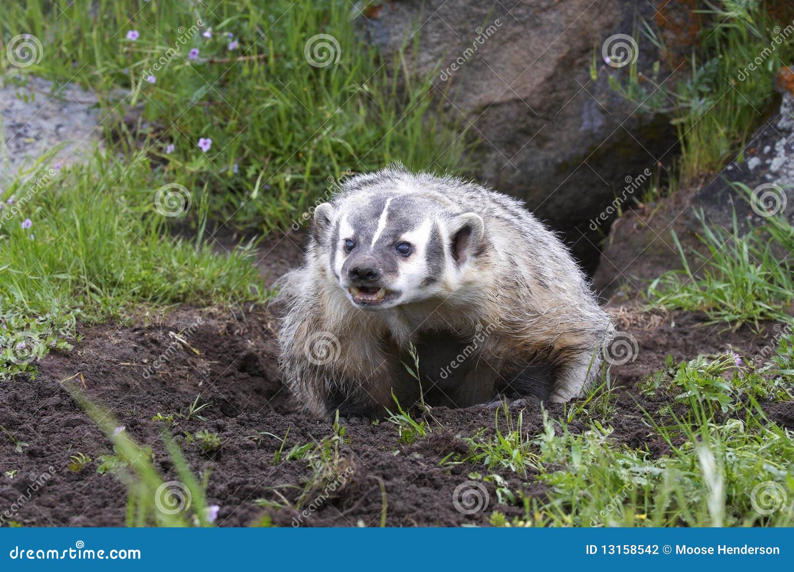 american badger at burrow