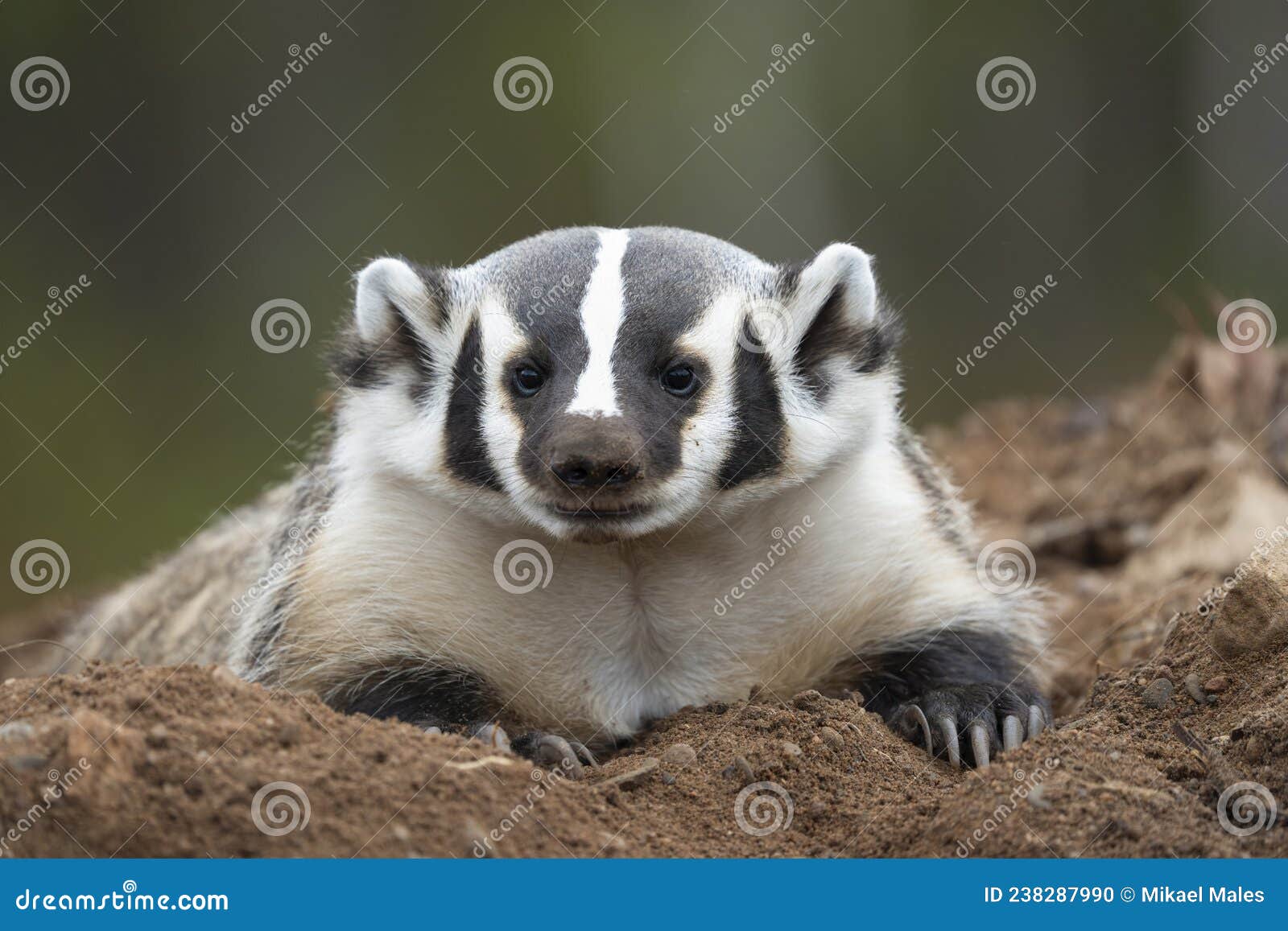 american badger resting on his den