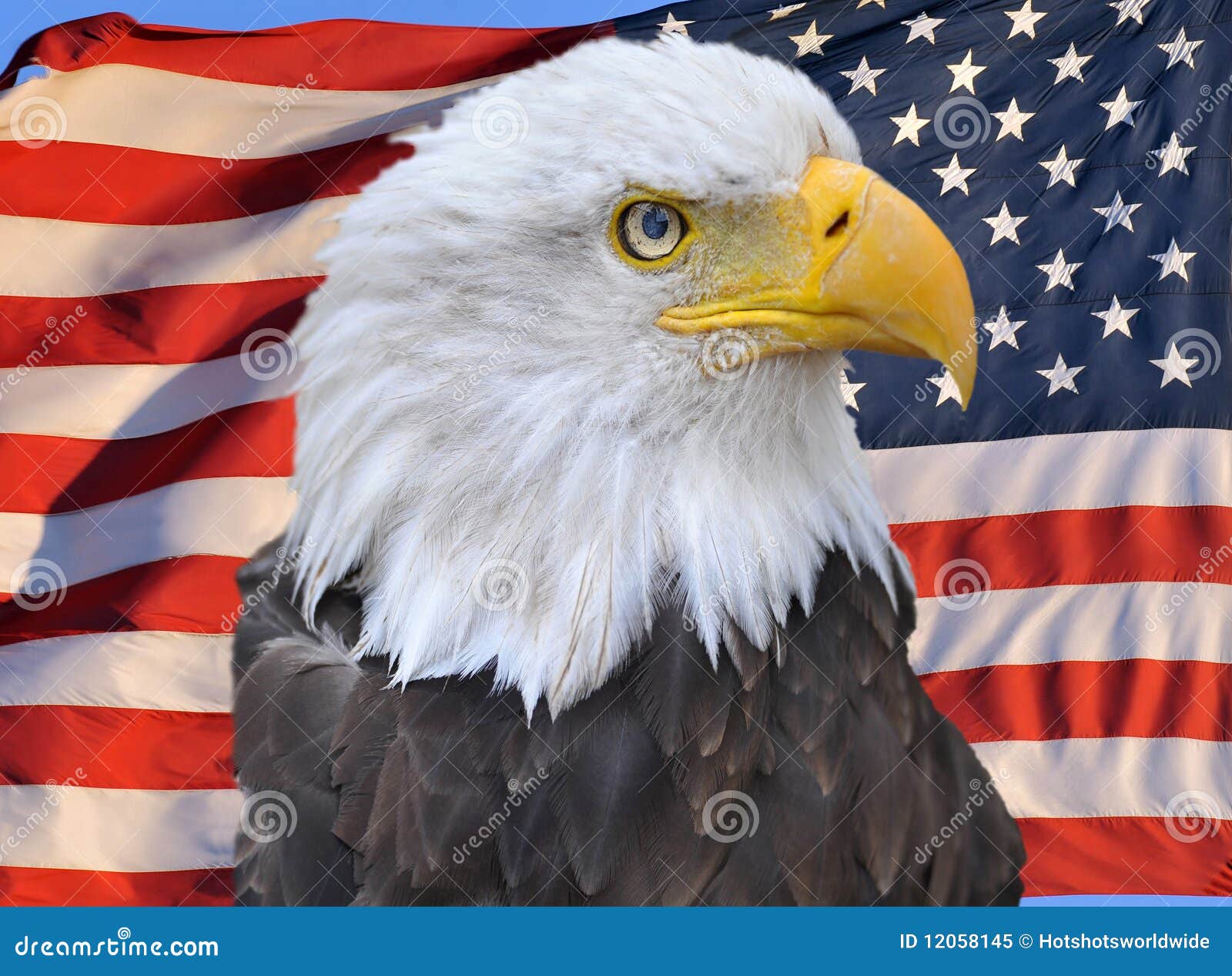 American Bald Eagle on American Flag Stock Image Image of bald