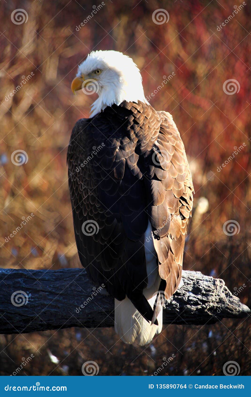 American Bald Eagle stock photo. Image of extirpation - 135890764