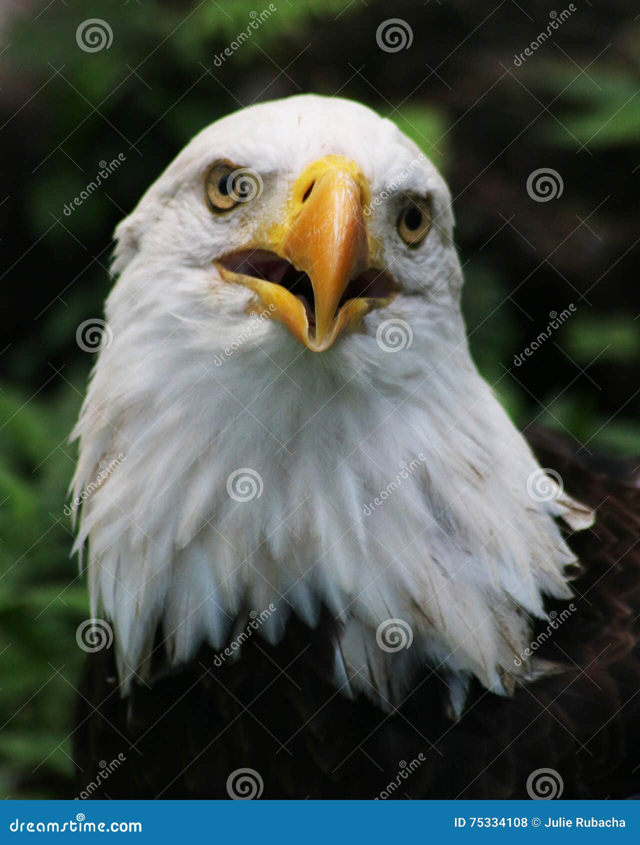 American bald eagle stock photo. Image of portrait, bird - 75334108