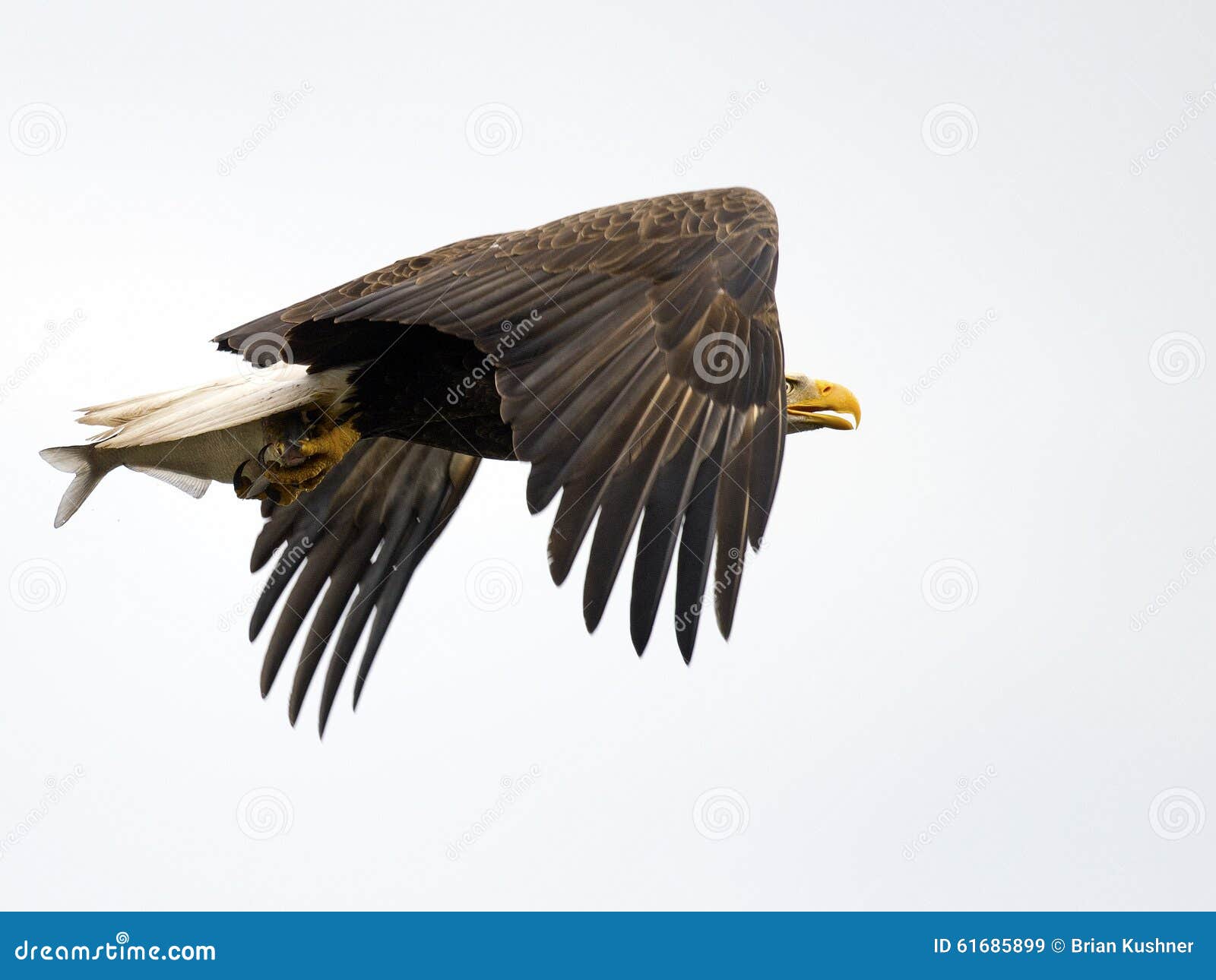 American Bald Eagle with Fish Stock Image - Image of wings, fishing ...