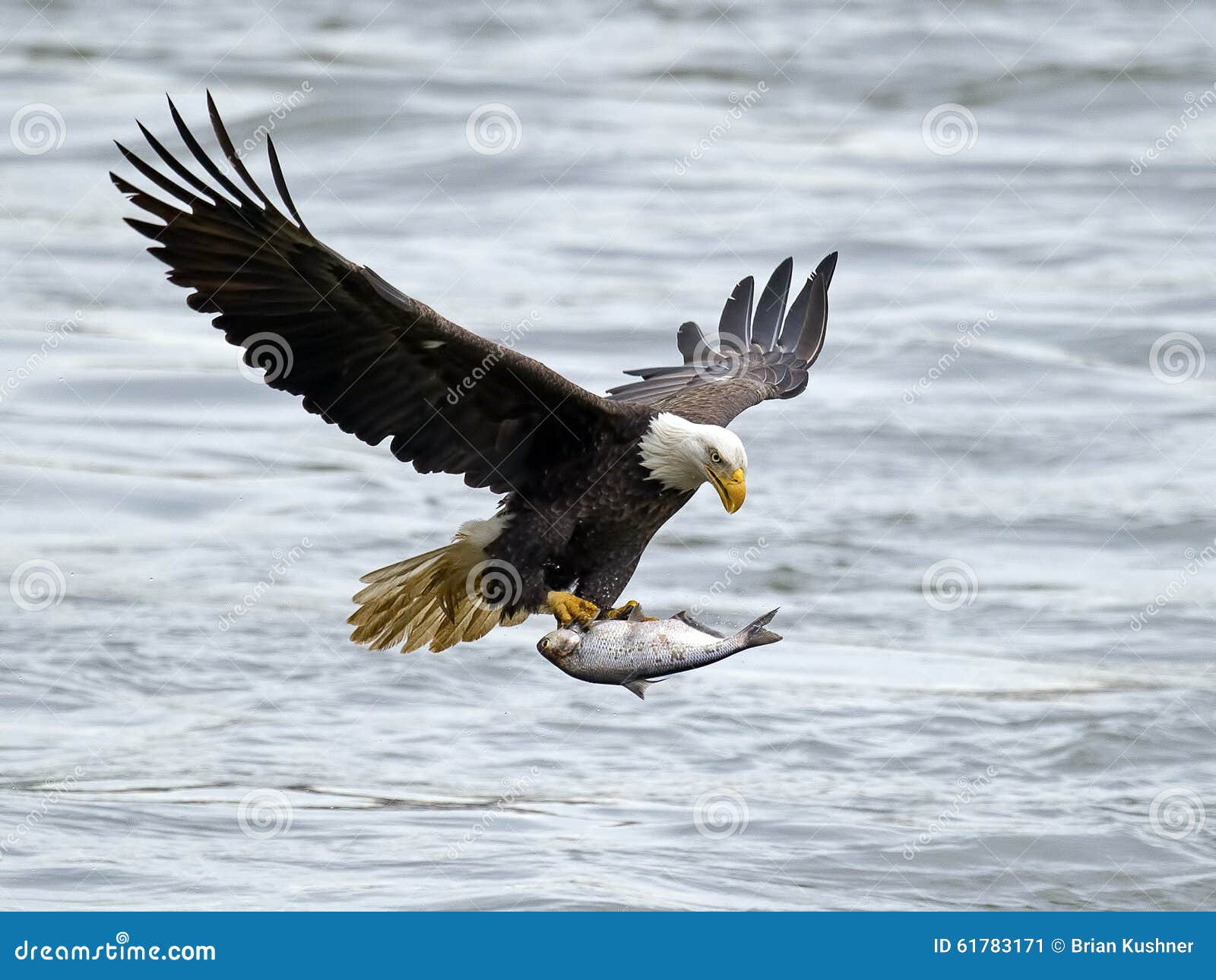 american bald eagle with fish