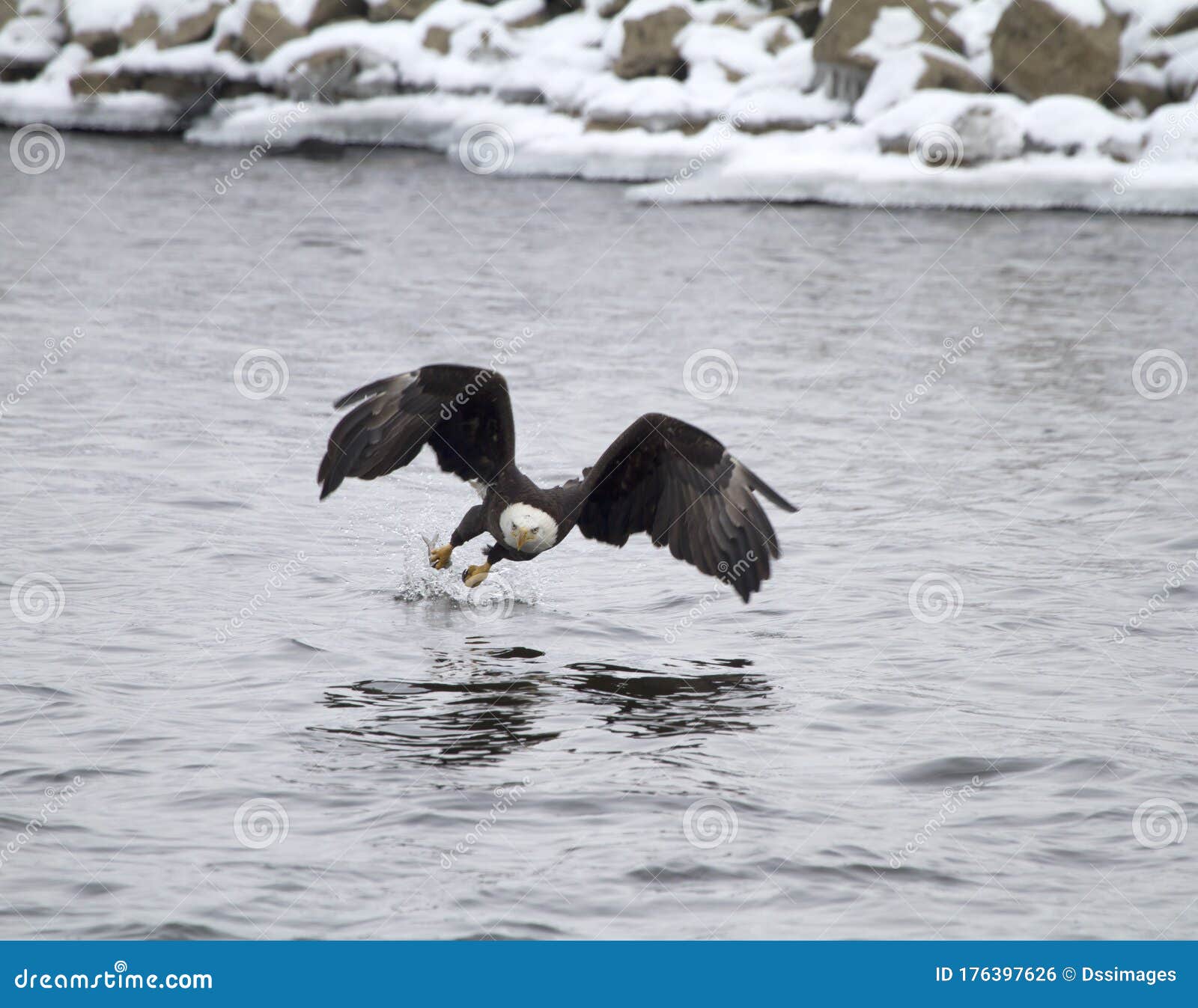 American Bald Eagle with Fish in Its Talons Stock Photo Image of