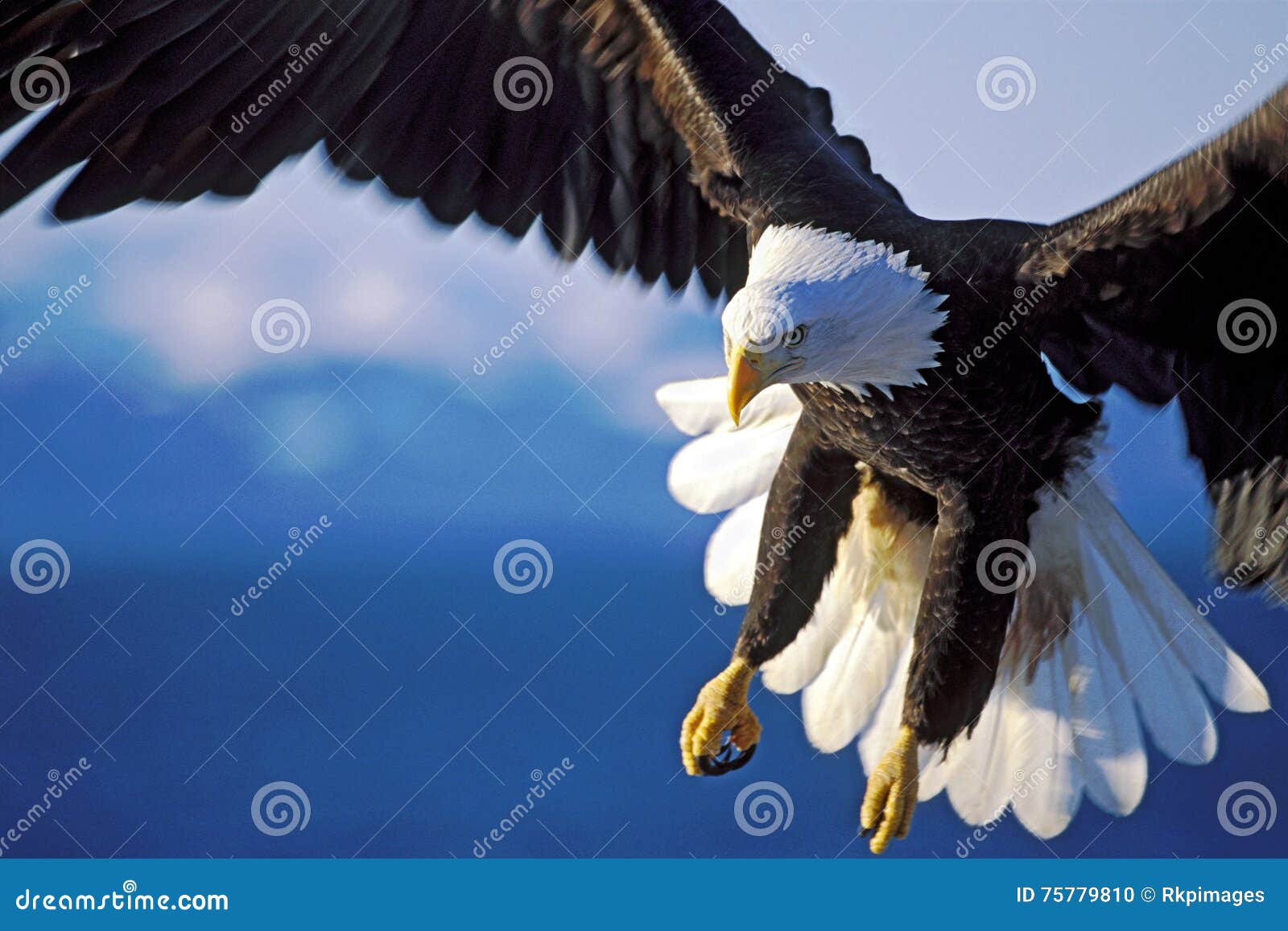Eagle Flying Over Water
