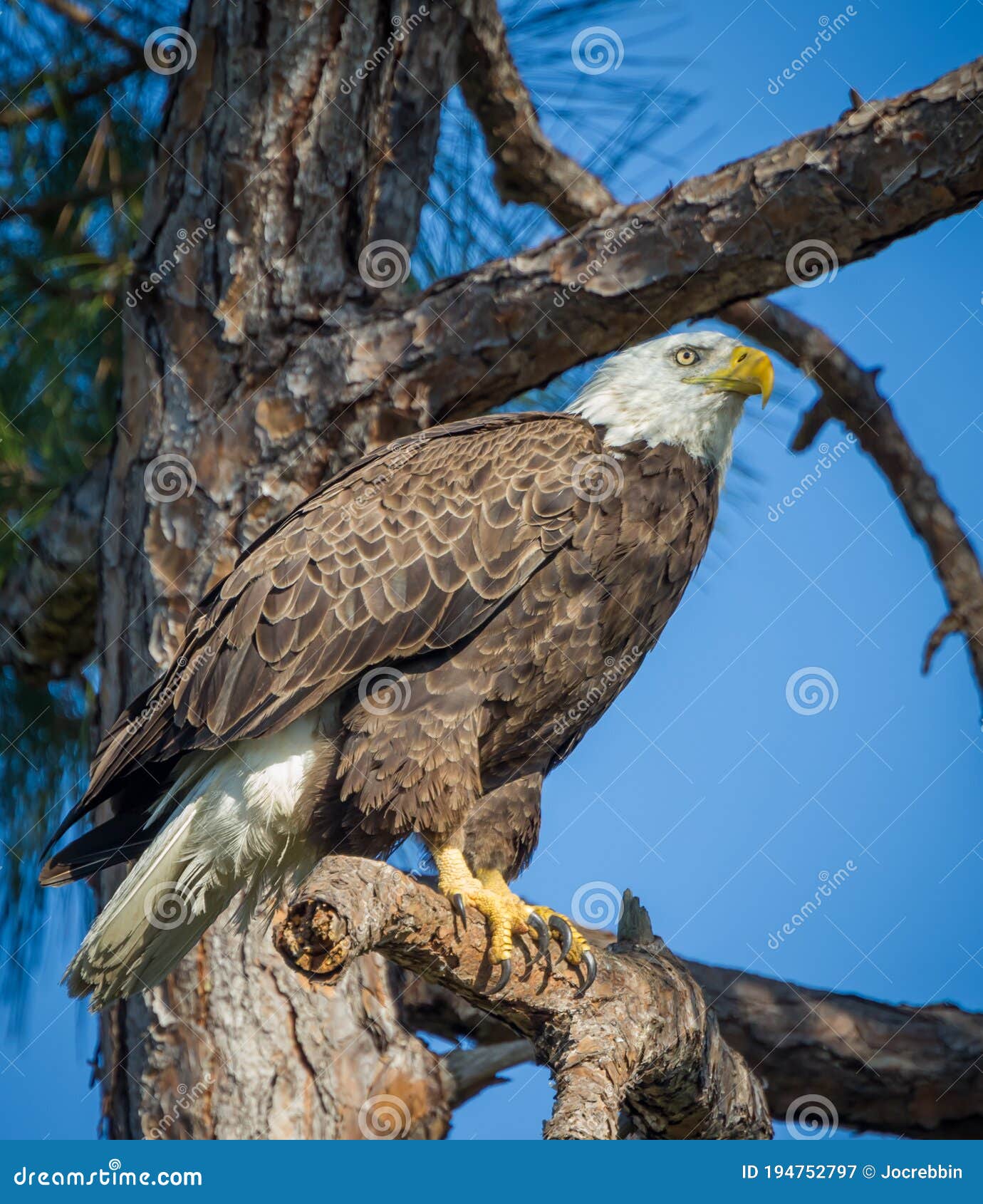 American Bald Eagle Rests on Branch in Florida Stock Image Image of