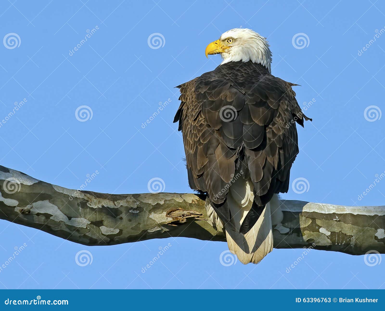 American Bald Eagle Stock Photo Image 63396763