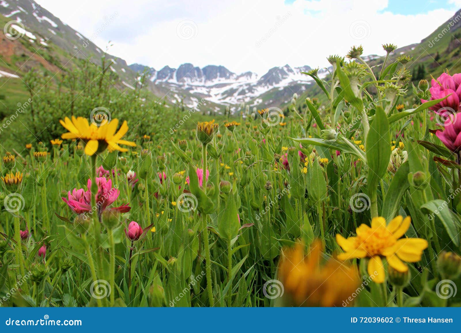 American Basin stock photo. Image of colorado, wildflowers - 72039602