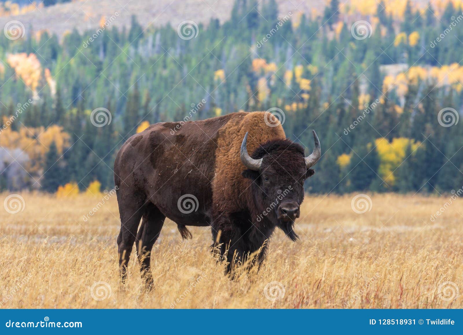 voks Store fusionere American Bison in Autumn stock image. Image of buffalo - 128518931