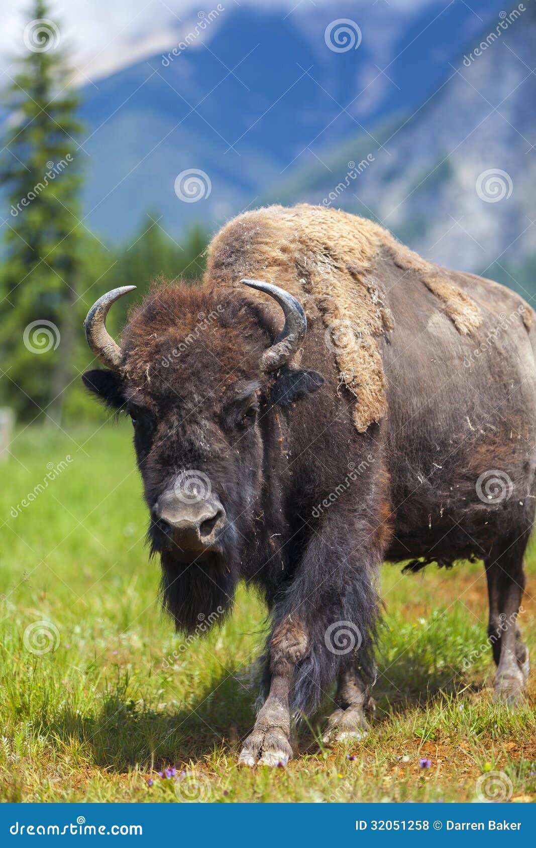 american bison or buffalo
