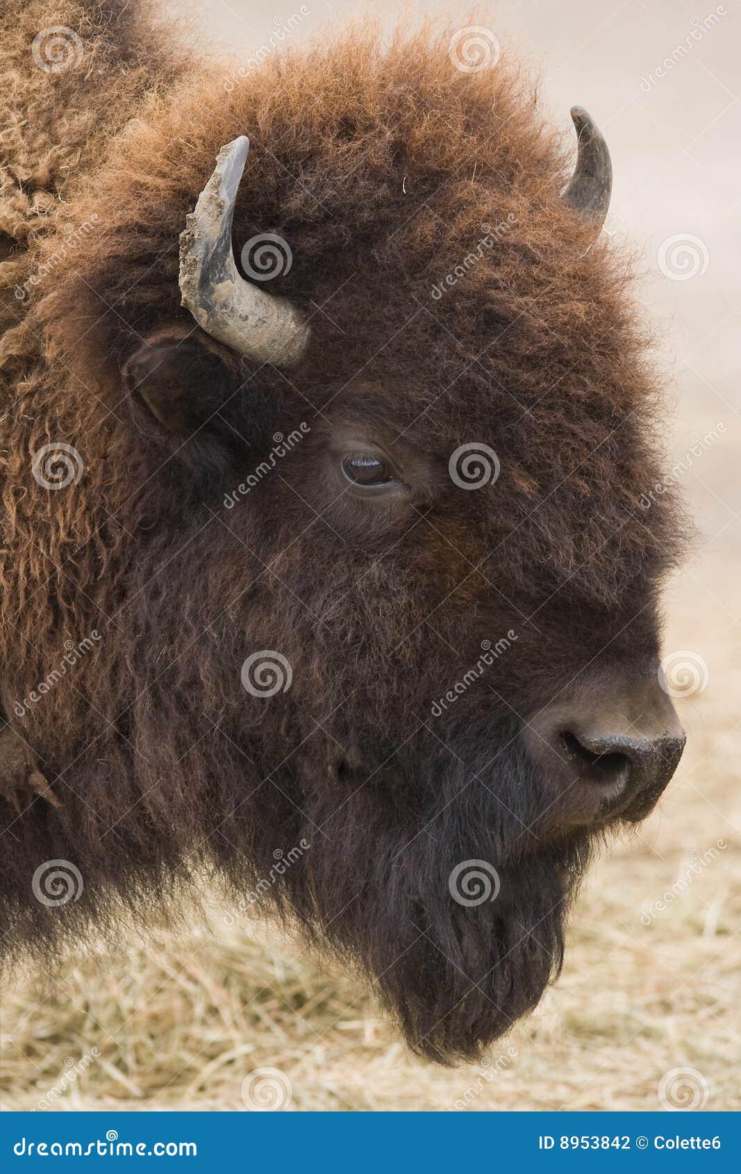 american bison or buffalo