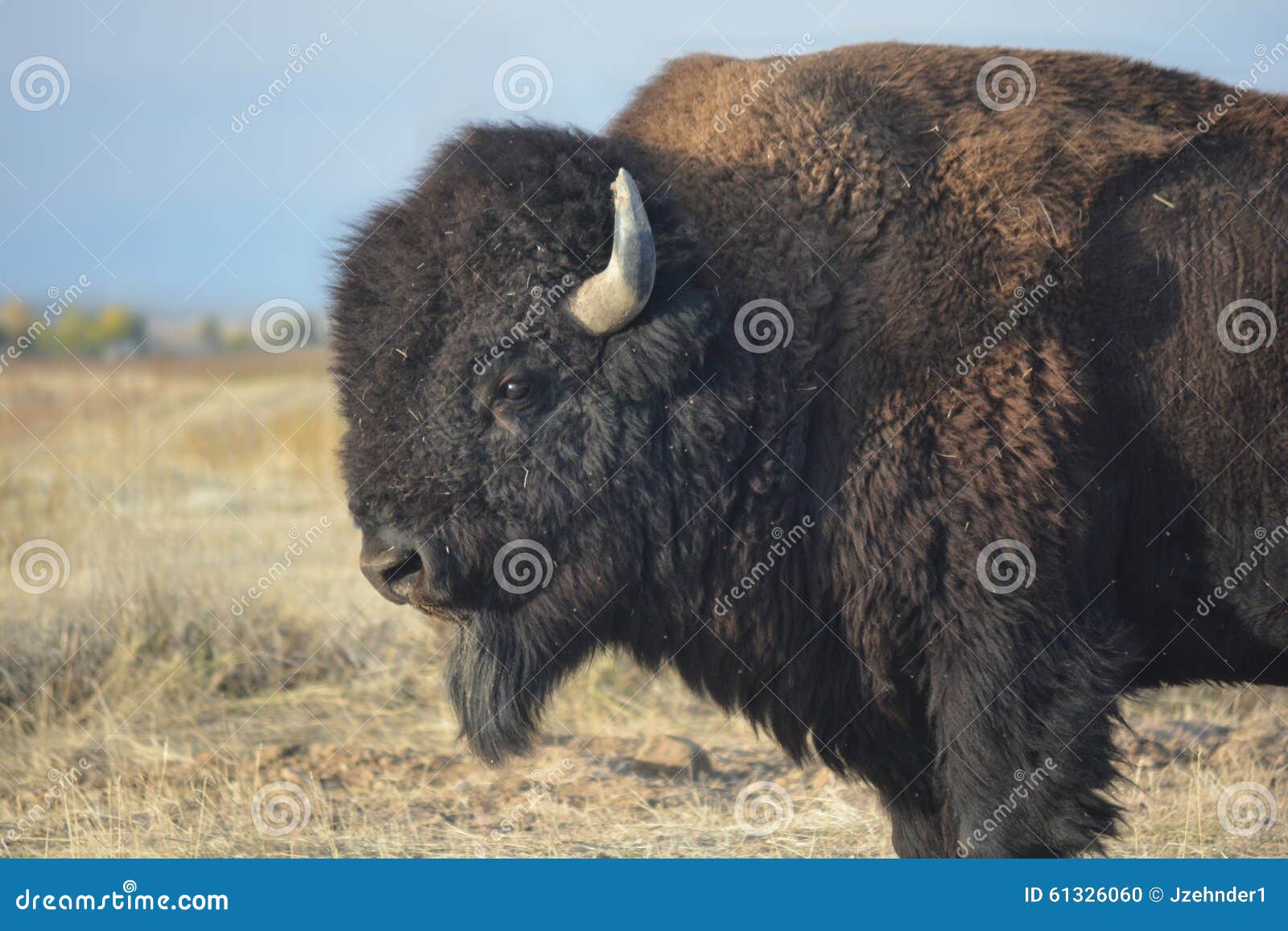 American Bison Buffalo on the Prairie Stock Photo Image of field