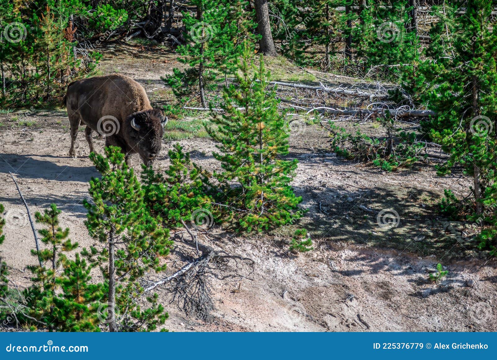 american bison buffalo in yellowstone national park