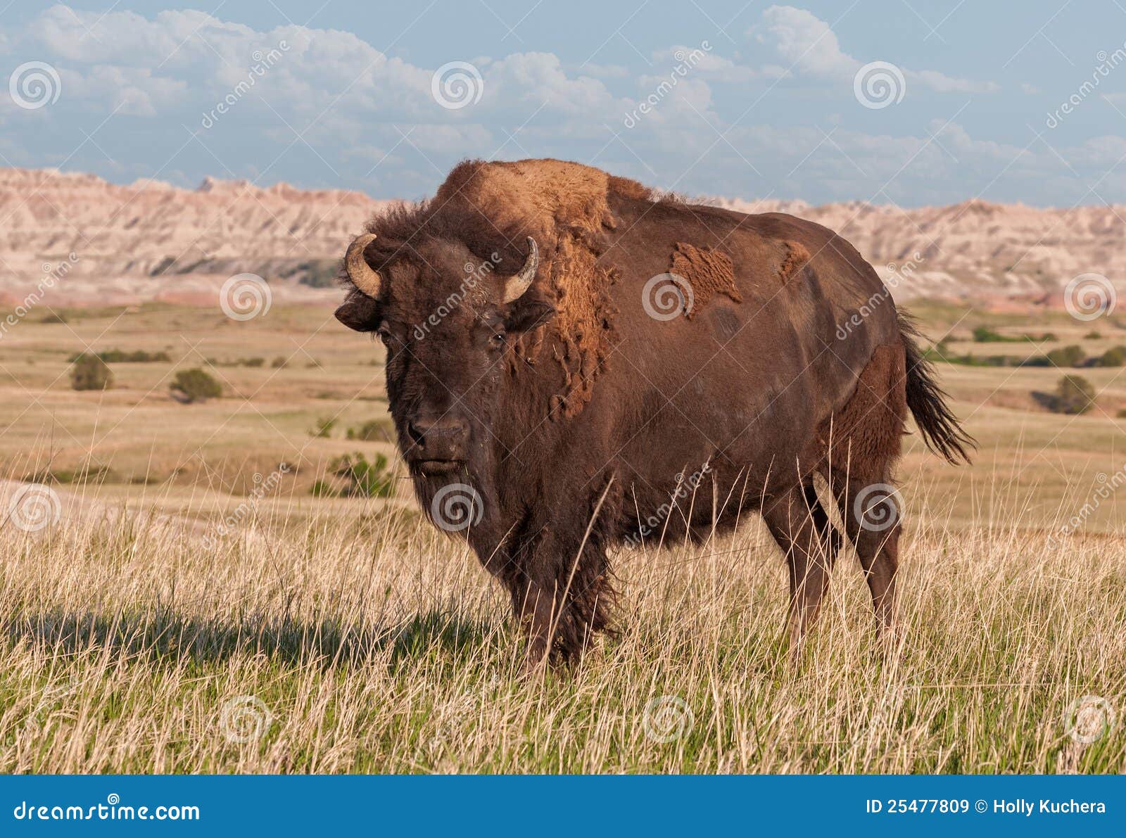 american bison bull in badlands of south dakota