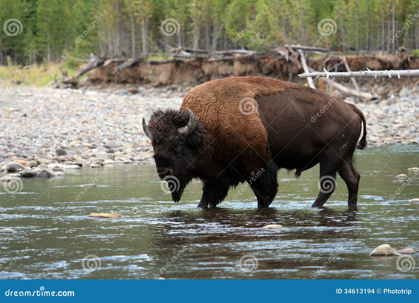 american bison walking in water