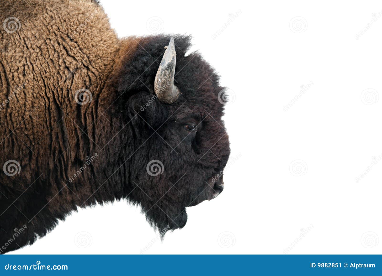 american bison in yellowstone national park