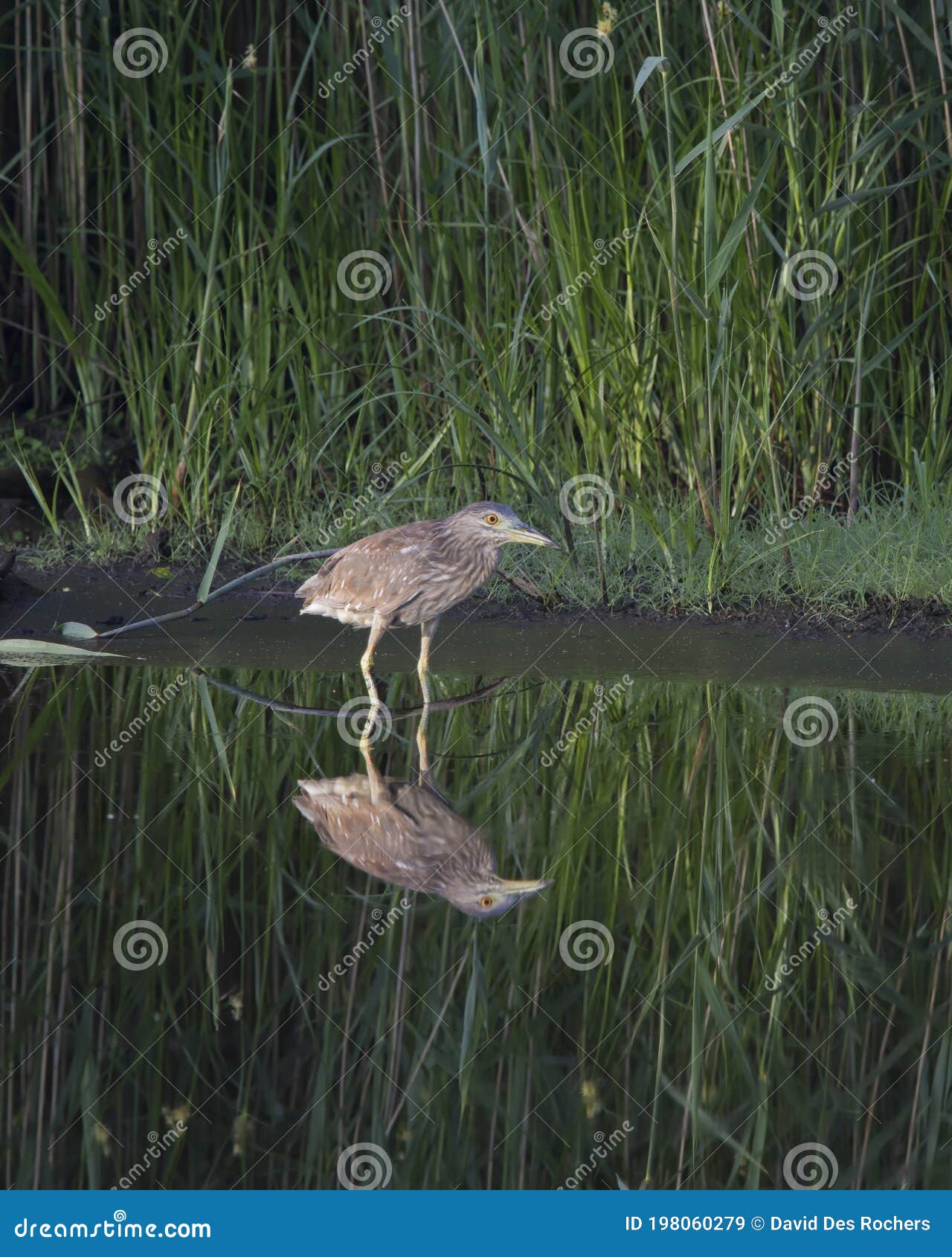 american bittern botaurus lentiginosus, bombay hook national wildlife refuge