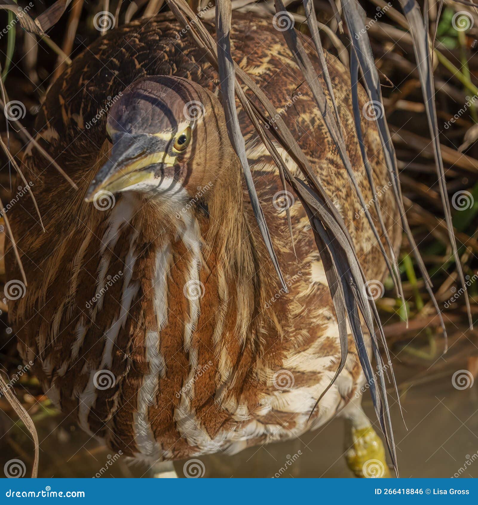 american bittern hiding in the marsh weeds
