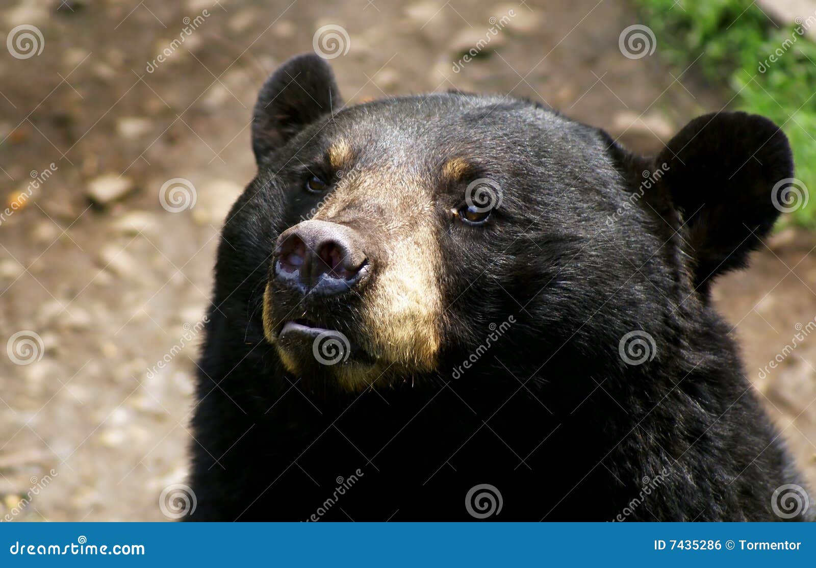 american black bear