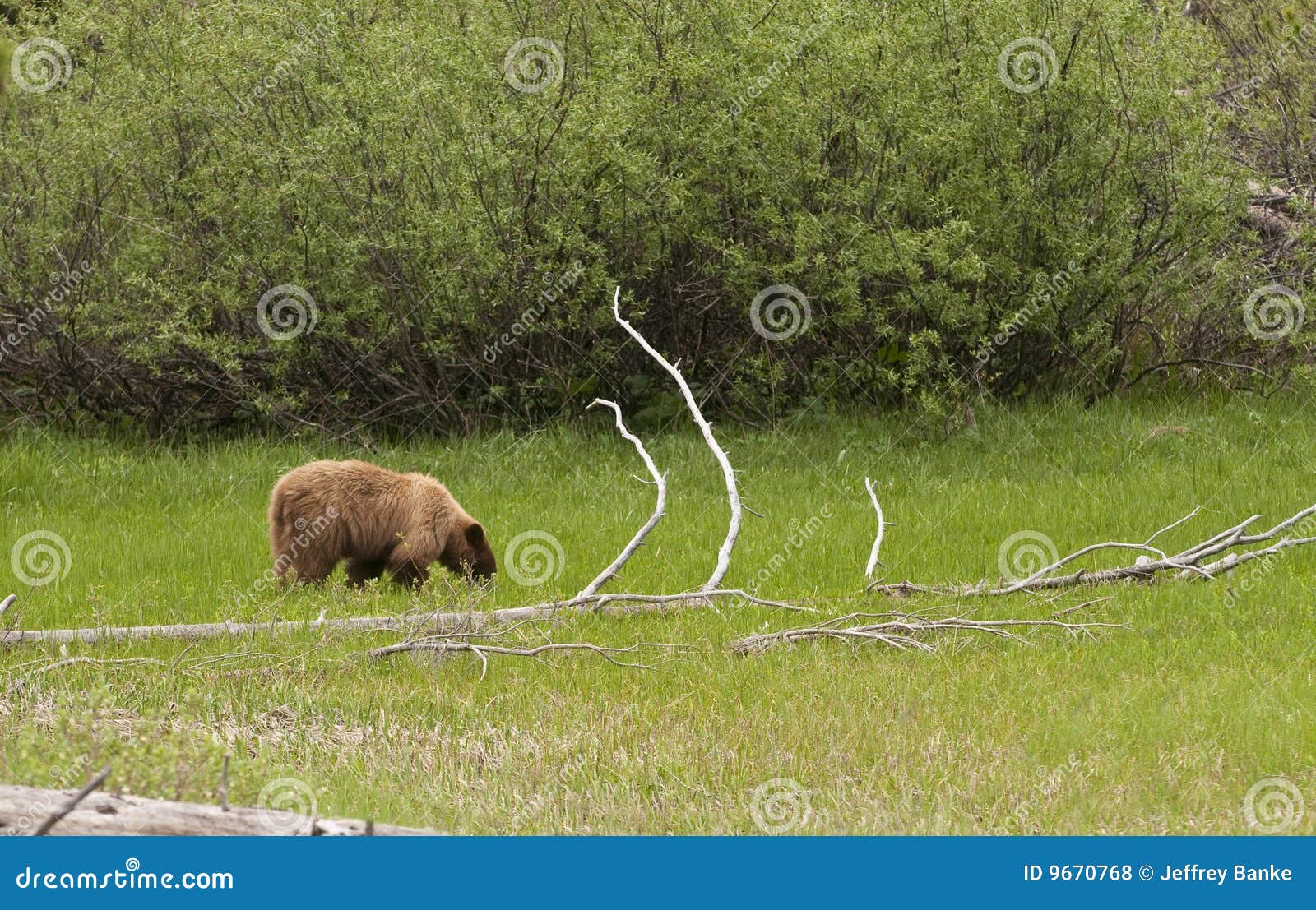 American Black Bear in Yosemite National Park Stock Photo Image of omnivore, bear 9670768