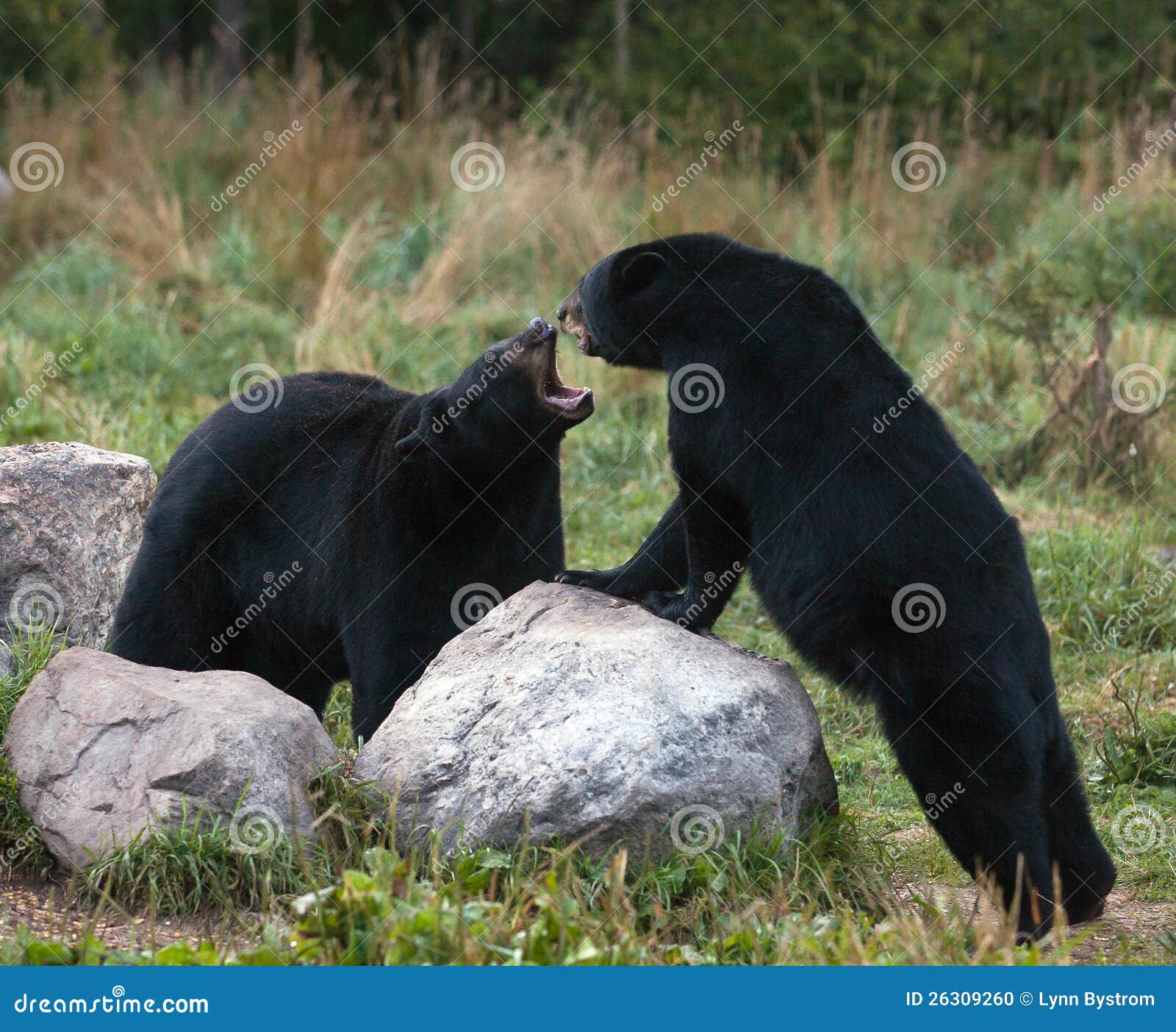 american black bears