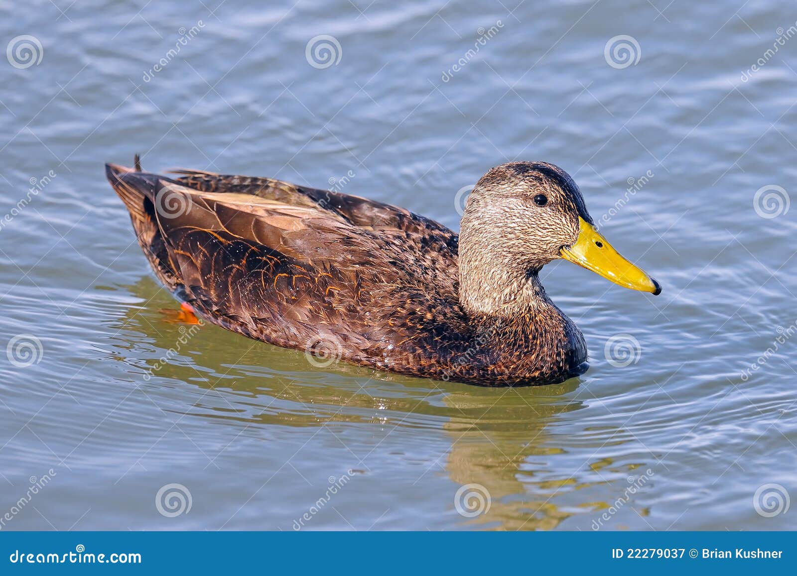 Black Duck Are Swimming Peacefully In Salmon Farm Lake Pukaki At South Island New Zealand Stock