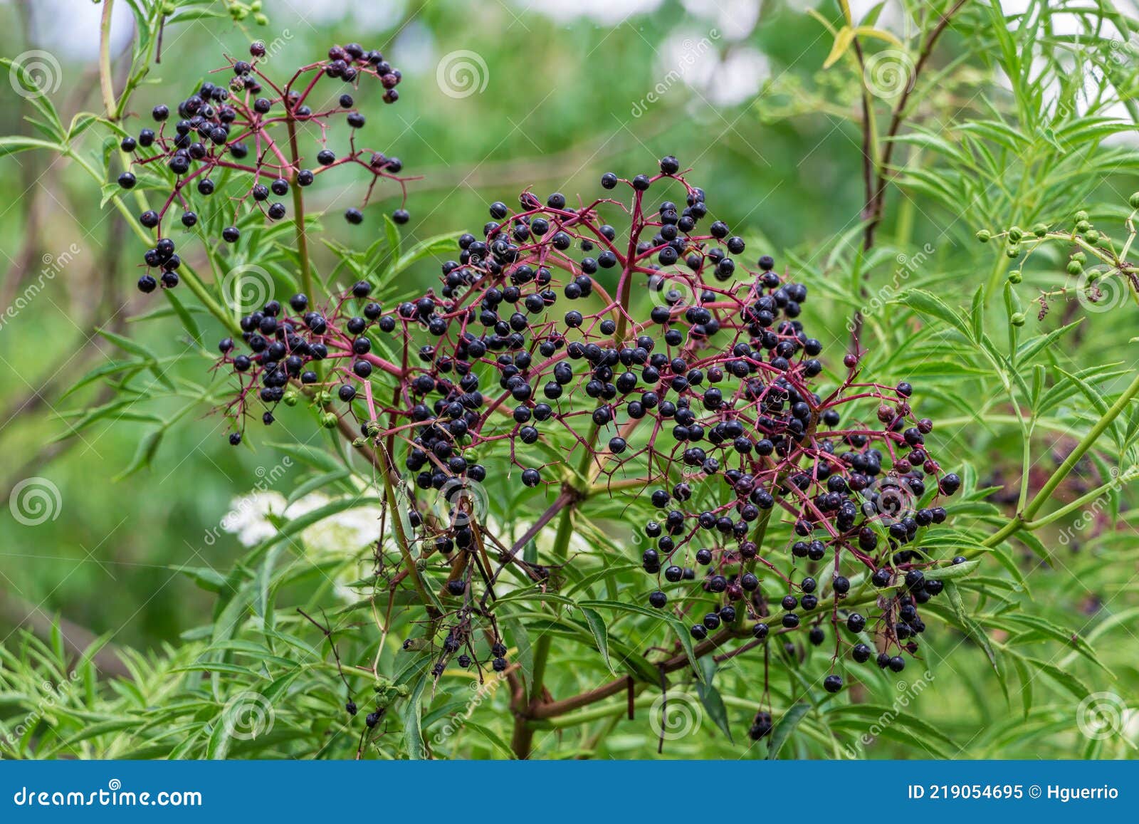 american black elderberry fruit sambucus canadensis - long key natural area, davie, florida, usa
