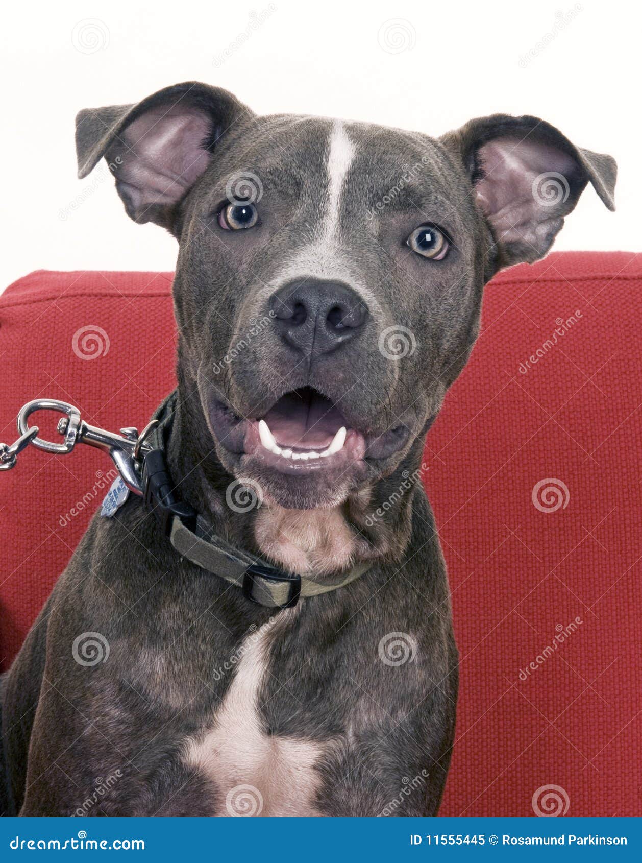 american blue pit bull terrier