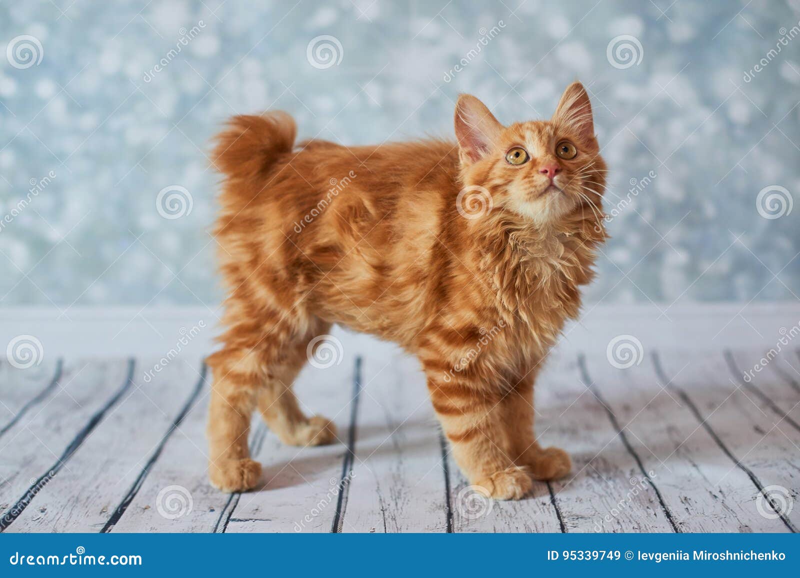 orange bobtail cat