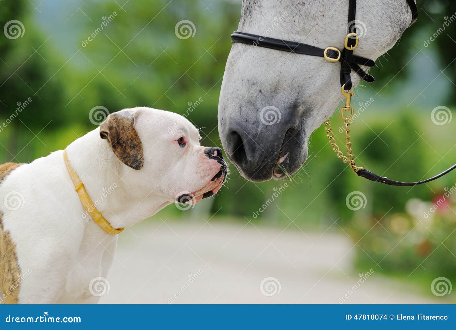 American bulldog and horse stock photo. Image of canine 47810074